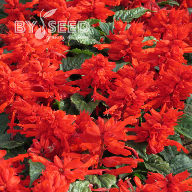 Sauge splendens Carabinière