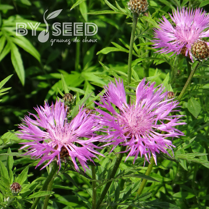 Centaurée dealbata