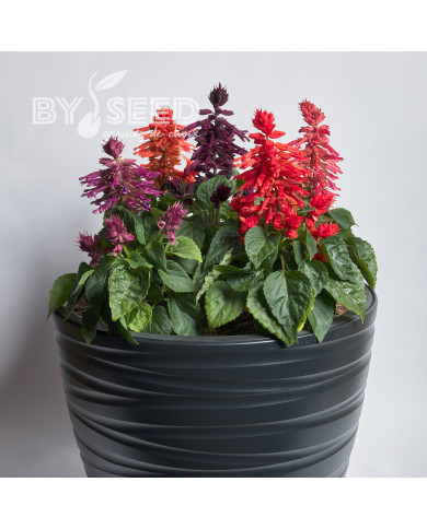 Sauge splendens Hotbloom Mix