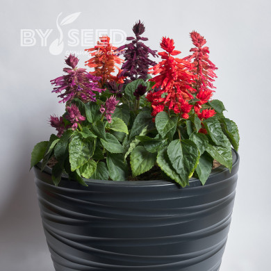 Sauge splendens Hotbloom Mix