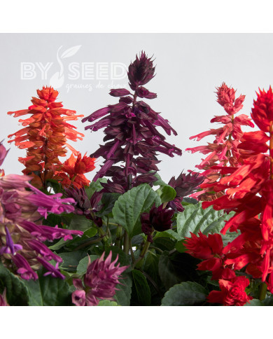 Sauge splendens Hotbloom Mix