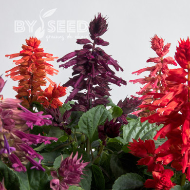 Sauge splendens Hotbloom Mix