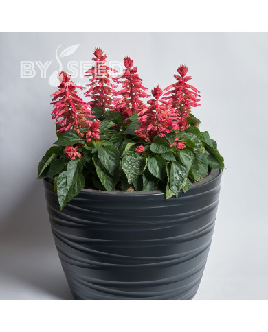 Sauge splendens Hotbloom Rose