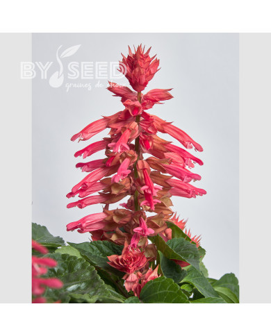 Sauge splendens Hotbloom Rose