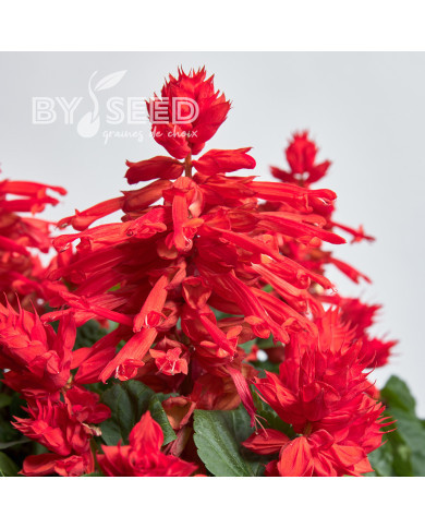 Sauge splendens Hotbloom Red