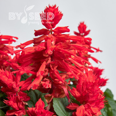 Sauge splendens Hotbloom Red