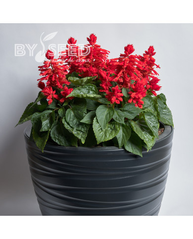 Sauge splendens Hotbloom Red