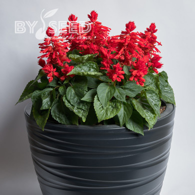 Sauge splendens Hotbloom Red