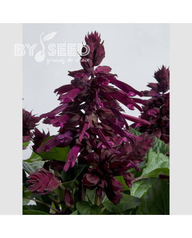 Sauge splendens Hotbloom Purple