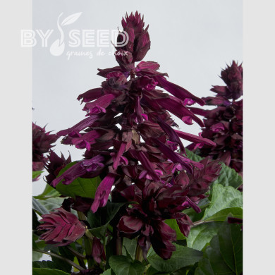 Sauge splendens Hotbloom Purple