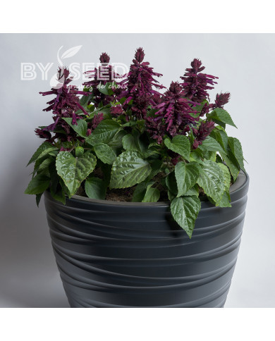 Sauge splendens Hotbloom Purple