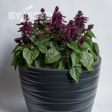 Sauge splendens Hotbloom Purple