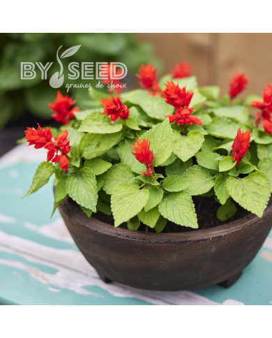 Sauge splendens Reddy Lime-leaved Red