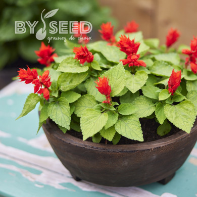 Sauge splendens Reddy Lime-leaved Red