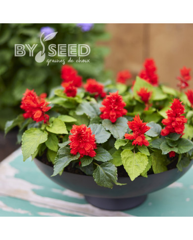 Sauge splendens Reddy Lime-leaved Red