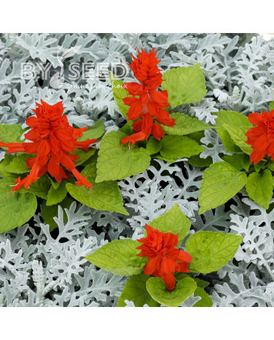 Sauge splendens Reddy Lime-leaved Red