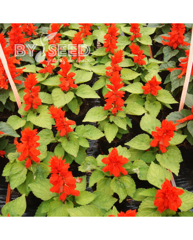 Sauge splendens Reddy Lime-leaved Red