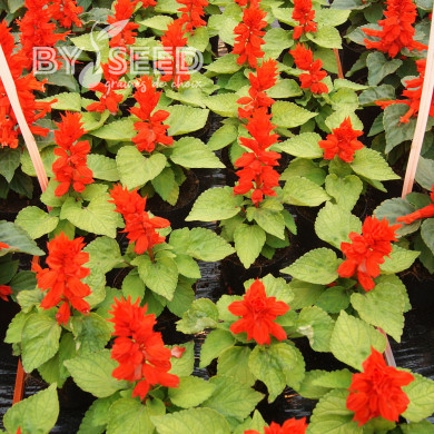 Sauge splendens Reddy Lime-leaved Red