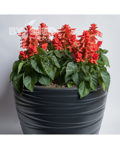Sauge splendens Hotbloom Orange