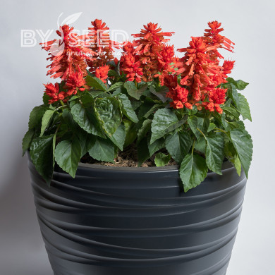 Sauge splendens Hotbloom Orange
