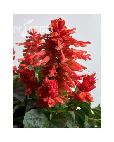 Sauge splendens Hotbloom Orange