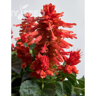 Sauge splendens Hotbloom Orange