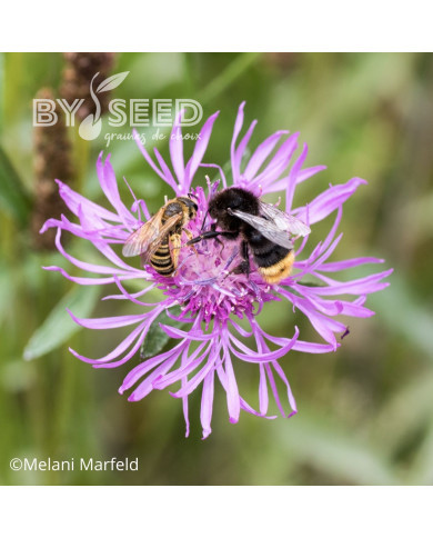 Centaurée jacea (fleur sauvage)