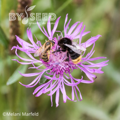 Centaurée jacea (fleur sauvage)