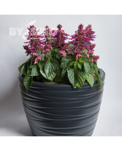 Sauge splendens Hotbloom Lilac Halo