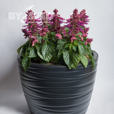 Sauge splendens Hotbloom Lilac Halo