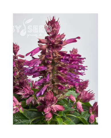 Sauge splendens Hotbloom Lilac Halo