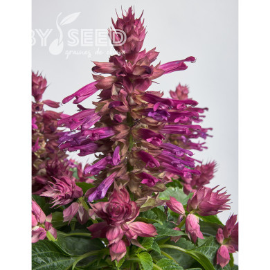 Sauge splendens Hotbloom Lilac Halo