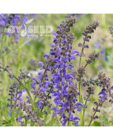 Sauge des Prés - Salvia pratensis (plante sauvage)