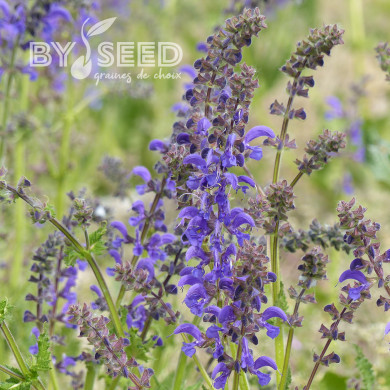 Sauge des Prés - Salvia pratensis (plante sauvage)