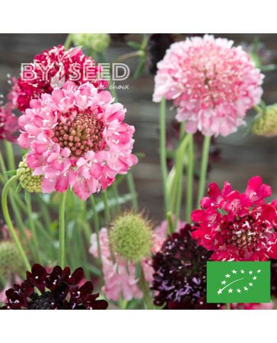 Scabieuse annuelle Summer Fruits BIO