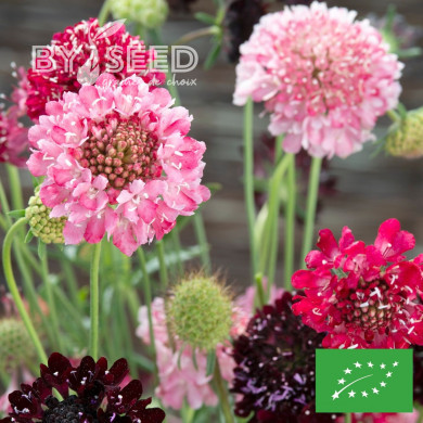 Scabieuse annuelle Summer Fruits BIO