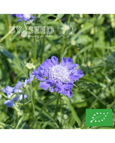 Scabieuse du Caucase Goldingensis BIO