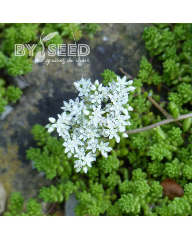 Sedum album