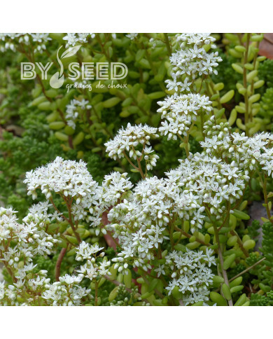 Sedum album