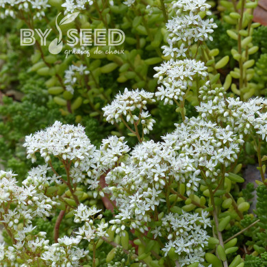 Sedum album