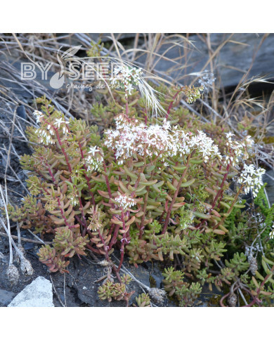 Sedum album