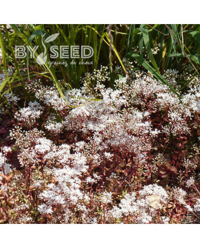 Sedum album