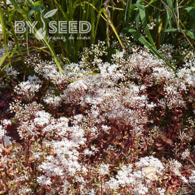 Sedum album