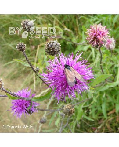 Centaurée jacea (fleur sauvage)