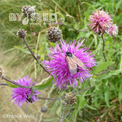 Centaurée jacea (fleur sauvage)