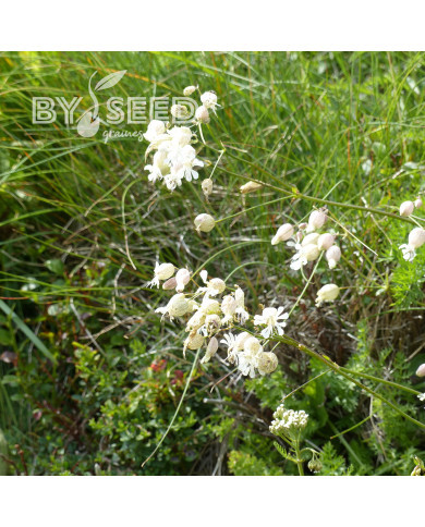 Silene vulgaris (inflata) (plante sauvage)