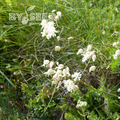 Silene vulgaris (inflata) (plante sauvage)