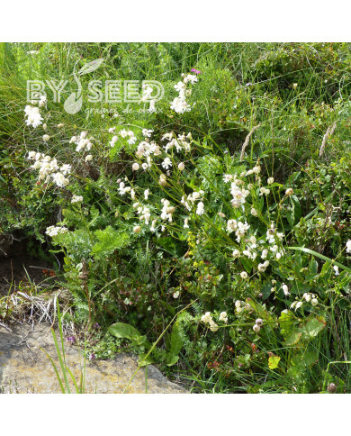 Silene vulgaris (inflata) (plante sauvage)