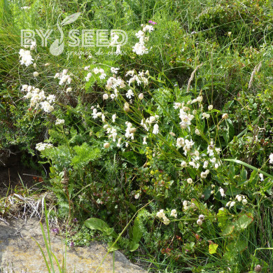 Silene vulgaris (inflata) (plante sauvage)