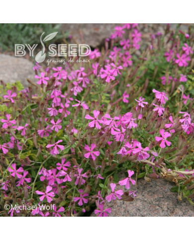 Silene schafta - Silène du Caucase